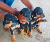 Doberman Pinscher Puppies for sale in Srirampura, Bengaluru, Karnataka, India. price: 10000 INR