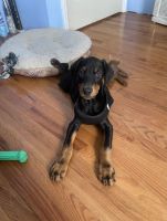 Doberman Pinscher Puppies for sale in Sussex, NJ 07461, USA. price: NA
