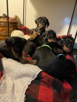 Doberman Pinscher Puppies for sale in Riverdale, GA, USA. price: NA