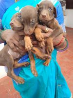 Doberman Pinscher Puppies for sale in Madurai, Tamil Nadu, India. price: 7000 INR