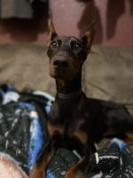 Doberman Pinscher Puppies for sale in Fort Wayne, IN, USA. price: NA