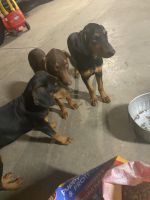 Doberman Pinscher Puppies for sale in Moreno Valley, CA, USA. price: NA