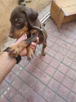 Doberman Pinscher Puppies for sale in Aurangabad, Maharashtra, India. price: 15000 INR