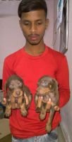 Doberman Pinscher Puppies for sale in Pimpri-Chinchwad, Maharashtra, India. price: 12000 INR
