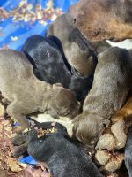 Doberman Pinscher Puppies for sale in Pensacola, FL, USA. price: NA