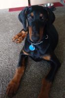 Doberman Pinscher Puppies for sale in 5142 Oakhurst Dr, Corpus Christi, TX 78411, USA. price: NA