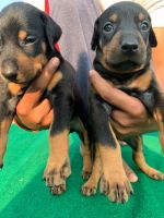 Doberman Pinscher Puppies for sale in Malkajgiri, Secunderabad, Telangana, India. price: 13500 INR