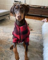 Doberman Pinscher Puppies for sale in Westbury, NY, USA. price: NA