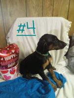 Doberman Pinscher Puppies for sale in Manitowoc, WI 54220, USA. price: NA