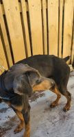 Doberman Pinscher Puppies for sale in Fort Lauderdale, FL 33319, USA. price: NA