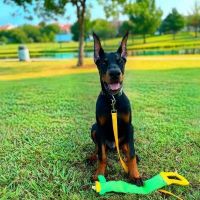 Doberman Pinscher Puppies for sale in Montgomery City, MO 63361, USA. price: NA
