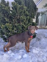 Doberman Pinscher Puppies for sale in Easton, PA, USA. price: NA