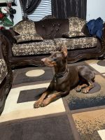 Doberman Pinscher Puppies for sale in Tulare, CA 93274, USA. price: NA