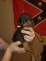 Doberman Pinscher Puppies for sale in Holiday, FL, USA. price: NA