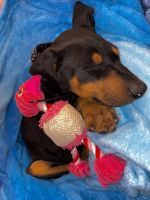 Doberman Pinscher Puppies for sale in El Paso, TX 79904, USA. price: NA