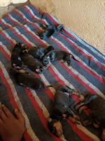 Doberman Pinscher Puppies for sale in Bommanahalli, Bengaluru, Karnataka, India. price: 12500 INR