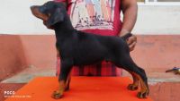 Doberman Pinscher Puppies for sale in Pannimadai, Tamil Nadu, India. price: 20000 INR
