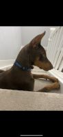 Doberman Pinscher Puppies for sale in Denver, CO 80219, USA. price: NA