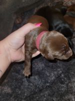 Doberman Pinscher Puppies for sale in Davison, MI 48423, USA. price: NA