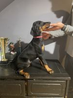 Doberman Pinscher Puppies for sale in 6513 S Francisco Ave, Chicago, IL 60629, USA. price: NA