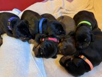 Doberman Pinscher Puppies for sale in Bridgewater Township, NJ 08807, USA. price: NA