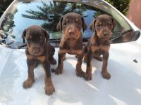 Doberman Pinscher Puppies for sale in Margao, Goa, India. price: 22000 INR