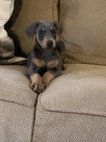 Doberman Pinscher Puppies for sale in Cabot, AR, USA. price: NA