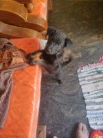 Doberman Pinscher Puppies for sale in 2nd Cross Rd, Teachers Colony, Chandapura, Bommasandra, Karnataka 562107, India. price: 6000 INR
