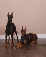 Doberman Pinscher Puppies for sale in Inglewood, CA, USA. price: NA