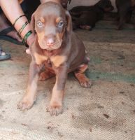 Doberman Pinscher Puppies for sale in Satpur MIDC Rd, MIDC, Satpur Colony, Nashik, Maharashtra, India. price: 30000 INR