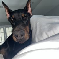 Doberman Pinscher Puppies for sale in Union, NJ, USA. price: NA