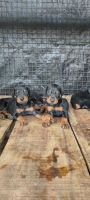 Doberman Pinscher Puppies for sale in Shrirampur-Newasa Rd, Shrirampur, Maharashtra, India. price: 14 INR