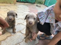 Doberman Pinscher Puppies for sale in Pataudi, Haryana 122503, India. price: 10000 INR
