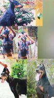 Doberman Pinscher Puppies for sale in Pathanamthitta, Kerala, India. price: 13000 INR