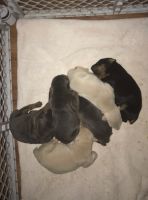 Doberman Pinscher Puppies for sale in Austin, TX 78744, USA. price: NA