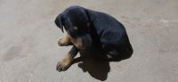 Doberman Pinscher Puppies for sale in Angamaly, Kerala, India. price: 15000 INR