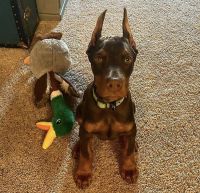 Doberman Pinscher Puppies for sale in Little Rock, AR, USA. price: NA