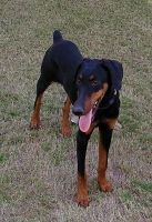 Doberman Pinscher Puppies for sale in Nagpur, Maharashtra, India. price: 10000 INR