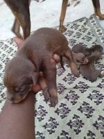 Doberman Pinscher Puppies for sale in 1st Block Koramangala, HSR Layout 5th Sector, Bengaluru, Karnataka, India. price: 14000 INR