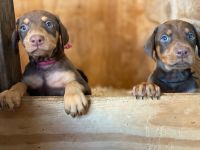 Doberman Pinscher Puppies for sale in Miramar, FL, USA. price: NA
