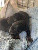 Doberman Pinscher Puppies for sale in Perris, CA 92570, USA. price: NA