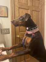 Doberman Pinscher Puppies for sale in OH-241, Massillon, OH, USA. price: NA