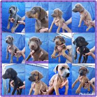 Doberman Pinscher Puppies for sale in Hesperia, CA, USA. price: NA