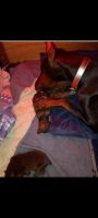 Doberman Pinscher Puppies for sale in Mansfield, OH, USA. price: NA
