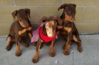 Doberman Pinscher Puppies for sale in Whittier, CA, USA. price: NA