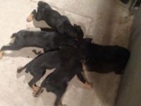 Doberman Pinscher Puppies for sale in Yucaipa, CA, USA. price: NA