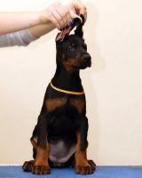 Doberman Pinscher Puppies for sale in Union Square, New York, NY 10003, USA. price: NA