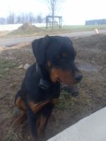 Doberman Pinscher Puppies for sale in 8020 Township Rd 551, Holmesville, OH 44633, USA. price: NA
