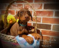 Doberman Pinscher Puppies for sale in 744 County Rd 317, Chamois, MO 65024, USA. price: NA
