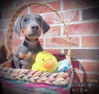 Doberman Pinscher Puppies for sale in 744 County Rd 317, Chamois, MO 65024, USA. price: NA